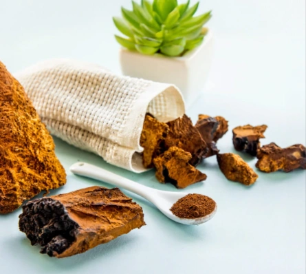Chaga