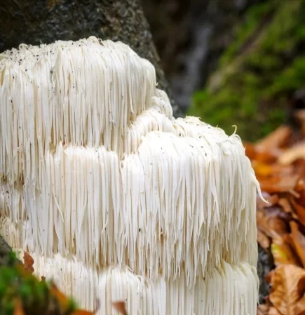 Lion’s Mane